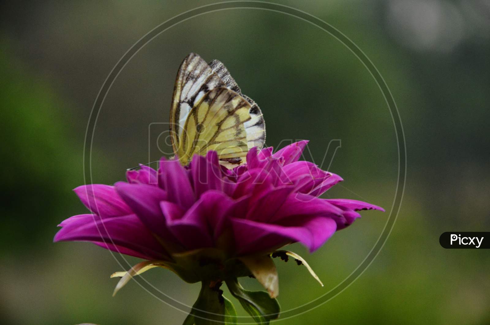 Butterfly in the flower beautiful background