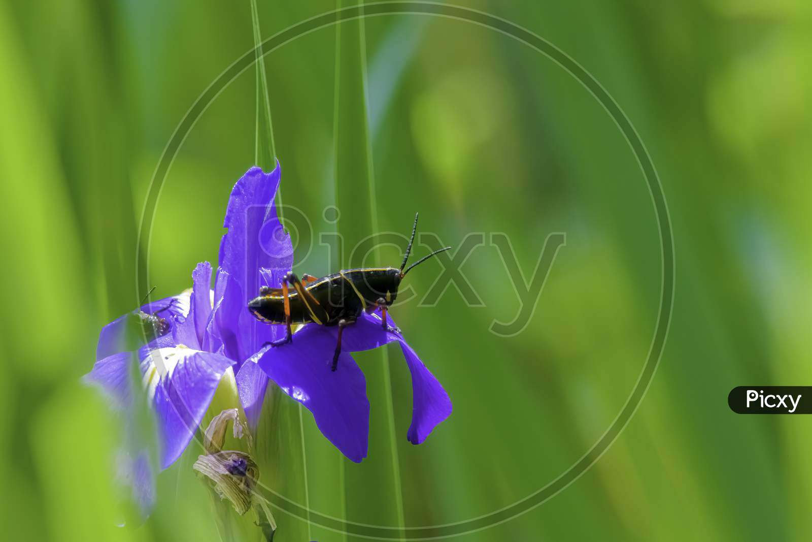 Black Grasshopper On Vibrant Purple Blue And Yellow Lily Flower