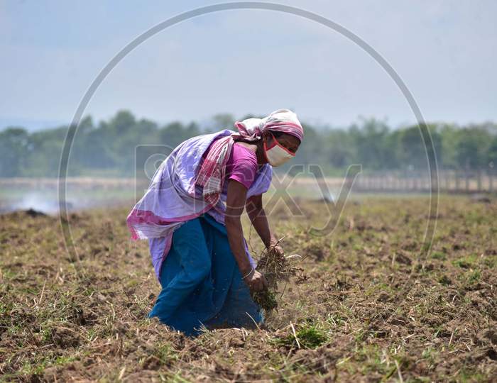 A Farmer Prepares A Paddy Field During Nationwide Lockdown Amidst Coronavirus Or COVID-19 Pandemic At Dharamtul In Morigaon District Of Assam On May 2, 2020
