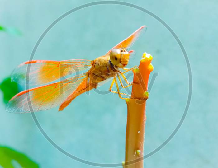 Dragonfly.Yellow eyed dragonfly found in India in a tropical rain forest and the dragon fly has transparent wings.The dragon fly is sitting on a yellow leaf.Indian wildlife.