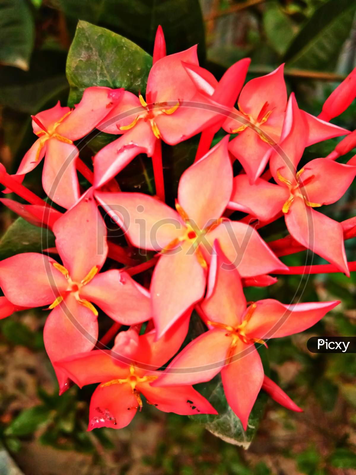 Ixora flowers background, red natural flowers.