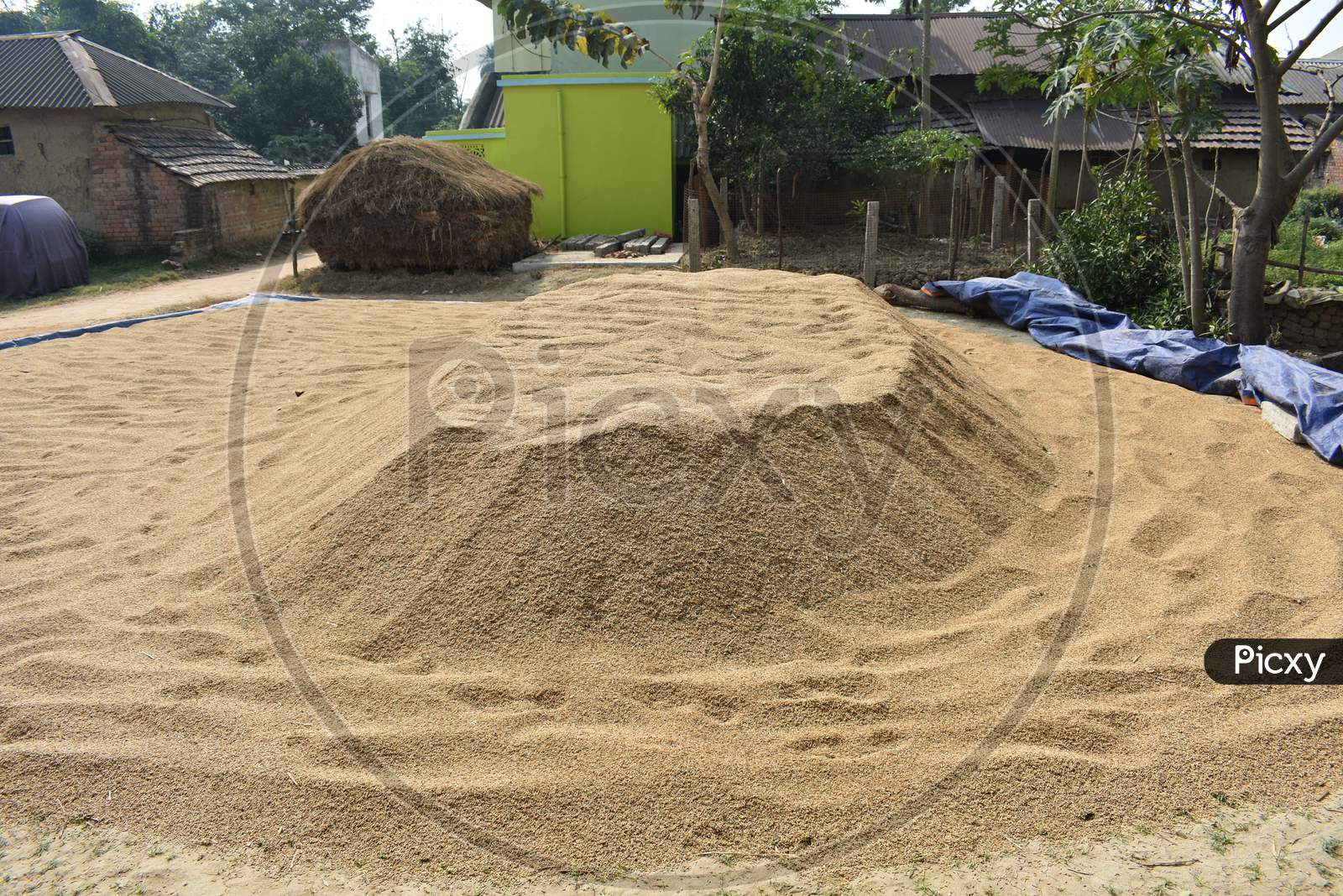 Stock Of Rice Grain Spread In The Ground To Dry Under The Sun