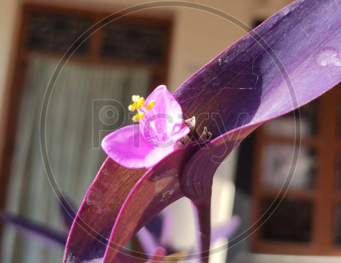 Tradiscantia pallida flower
