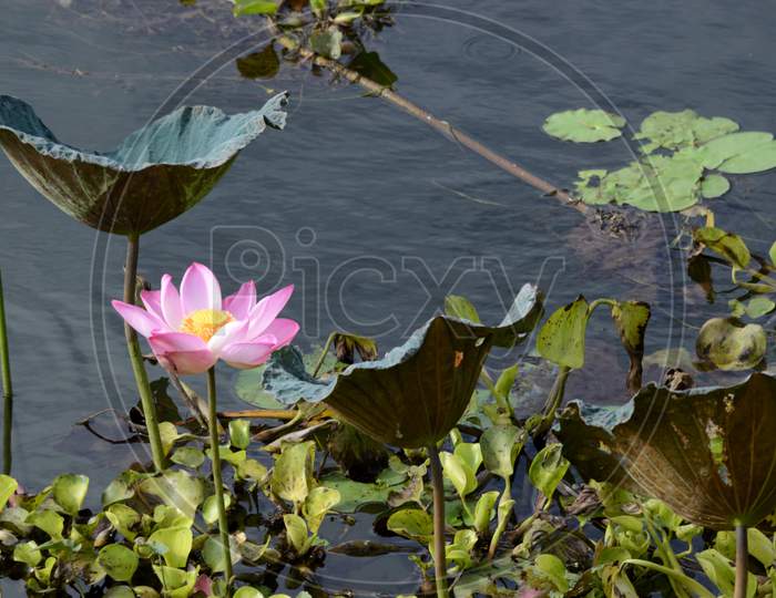 Water Lotus Flower