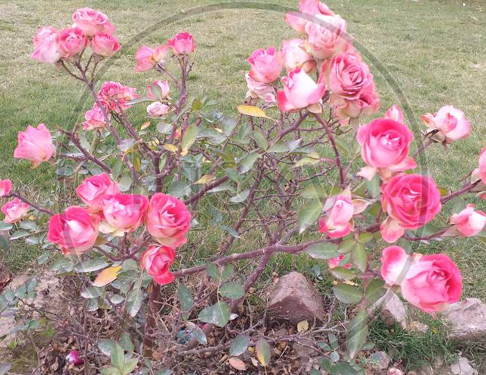 These are many beautiful red roses that grow on a plant and stand in a meadow.