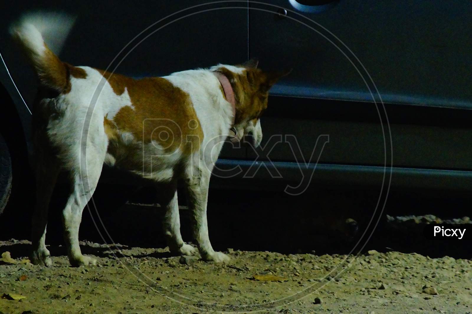 Male Dog Bobby waiting for female dog to come out from under the Car for mating
