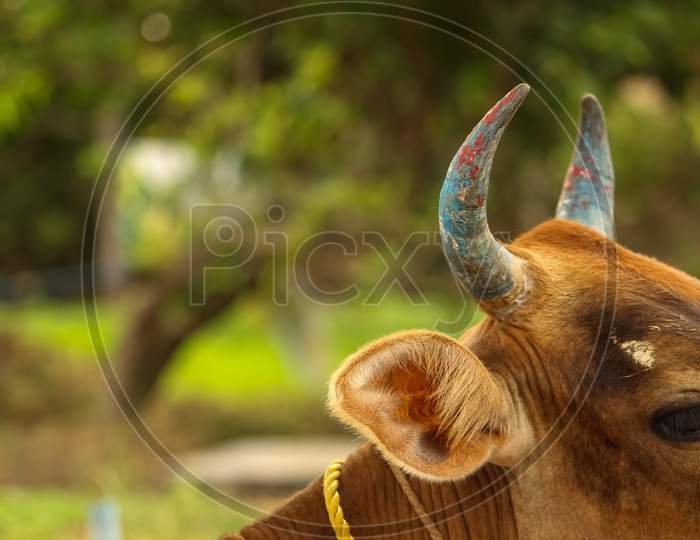 Red Cow Sitting Down With Blue Painted Horns. Indian Cow Horns. Color Cow Horns