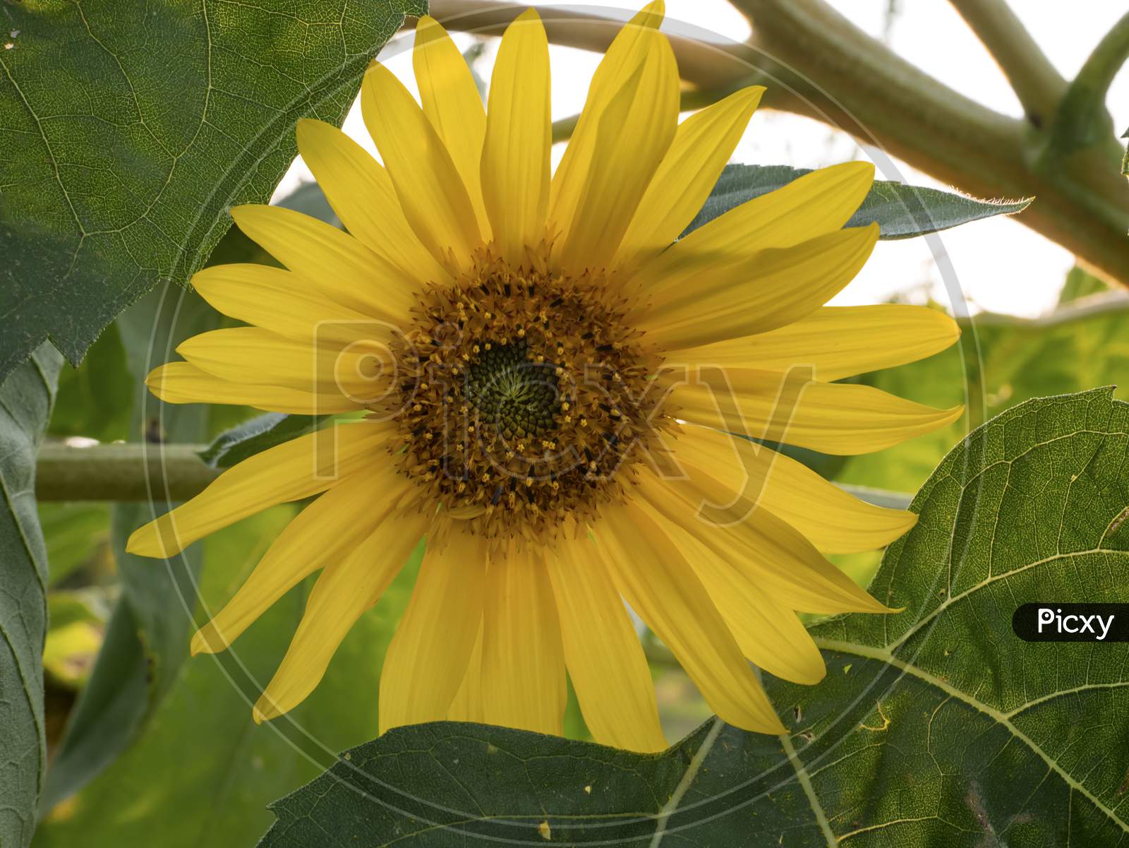 Sunflower Flower And Green Leaves In The Background