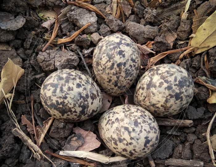 Eggs of Red-Wattled Lapwing (Vanellus Indicus) in the farm