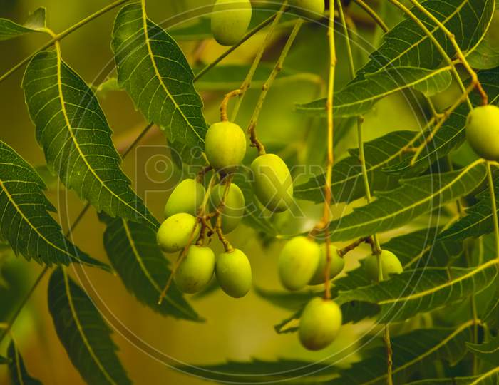 Fresh Neem Fruit On Tree With Leaf On Nature Background. A Leaves Of Neem Tree And Fruits Growing Natural Medicinal. Azadirachta Indica,Neem, Nimtree Or Indian Lilac,Mahogany Family Meliaceae
