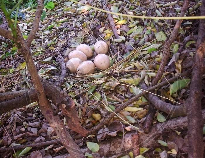 The female peacock (peahen) eggs