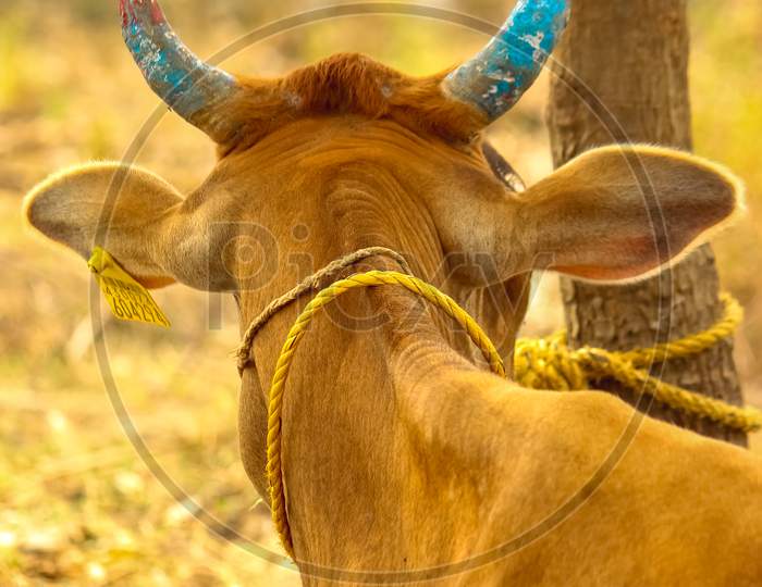 Red Cow Sitting Down With Blue Painted Horns On Shot Of Behind The Cow. Indian Cow Horns. Color Cow Horns
