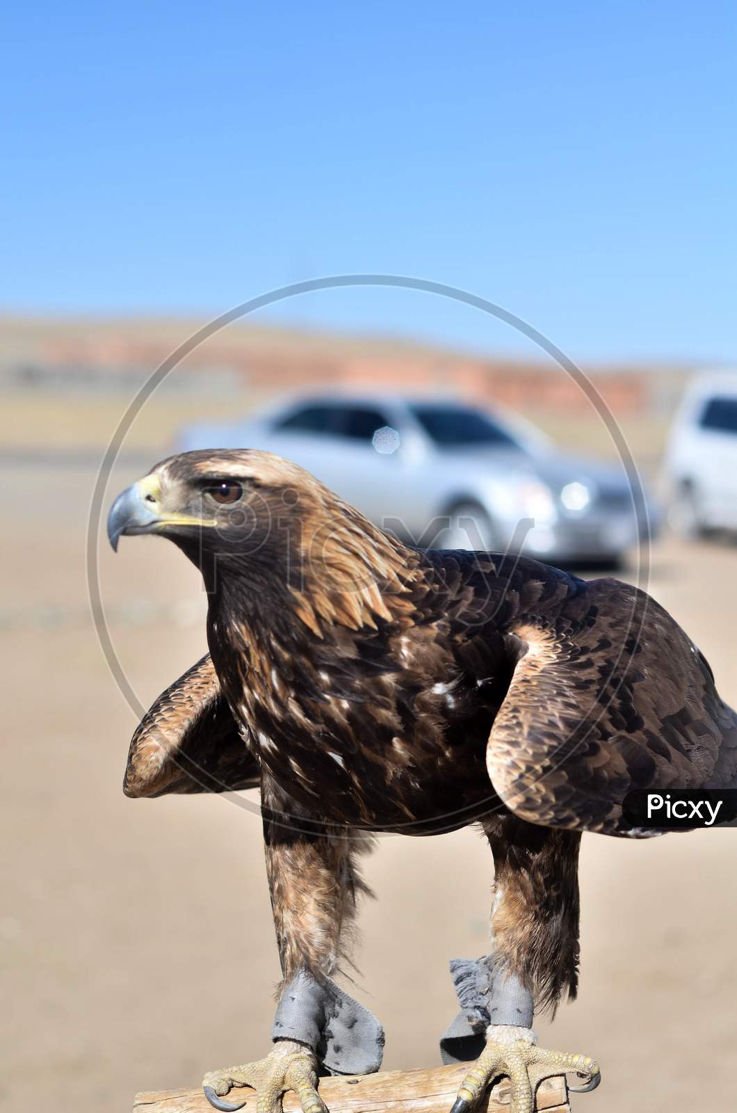 Mongolian eagle