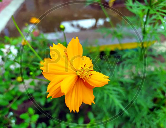 yellow flower blooming on small green plant