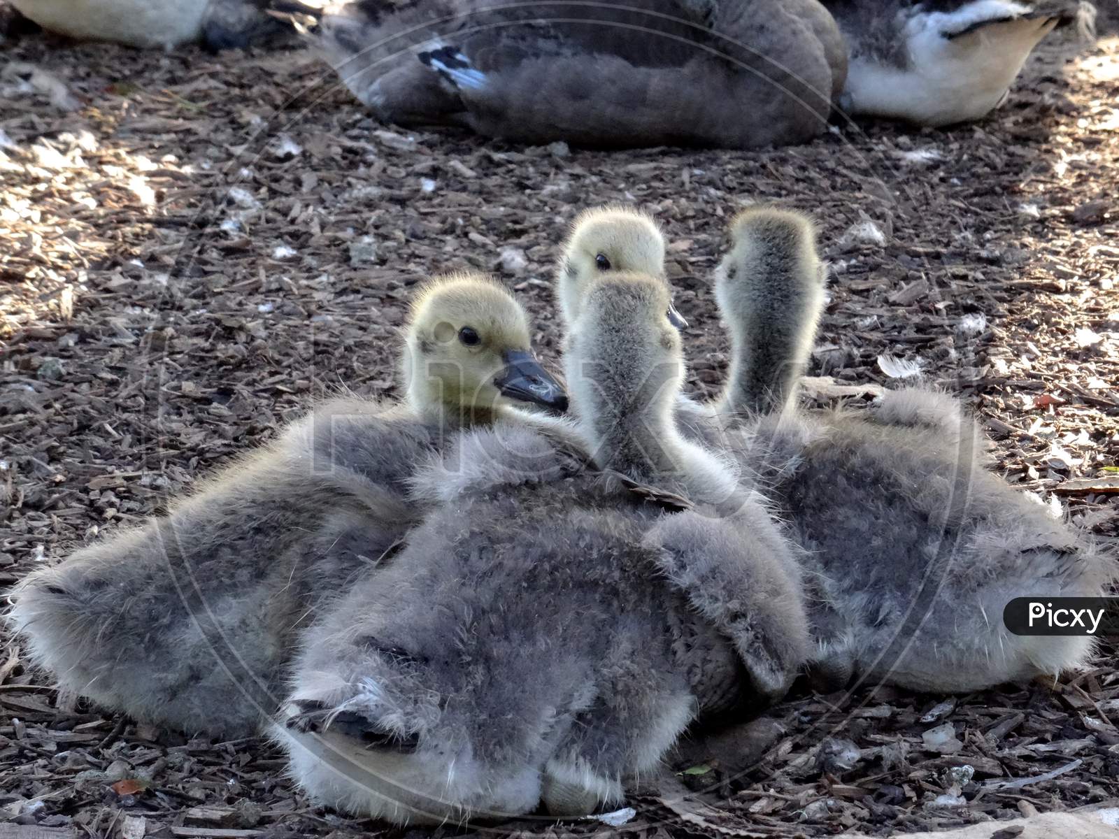 Canada Goose Chicks At Golden Gate Park
