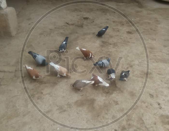 These beautiful pigeons are eating food on the ground