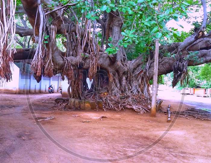 Big banyan tree and stem