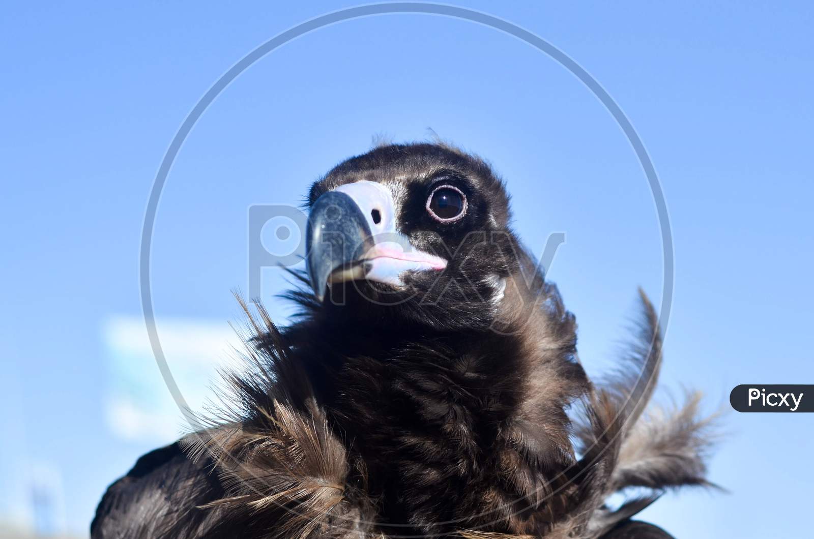 Mongolian eagle