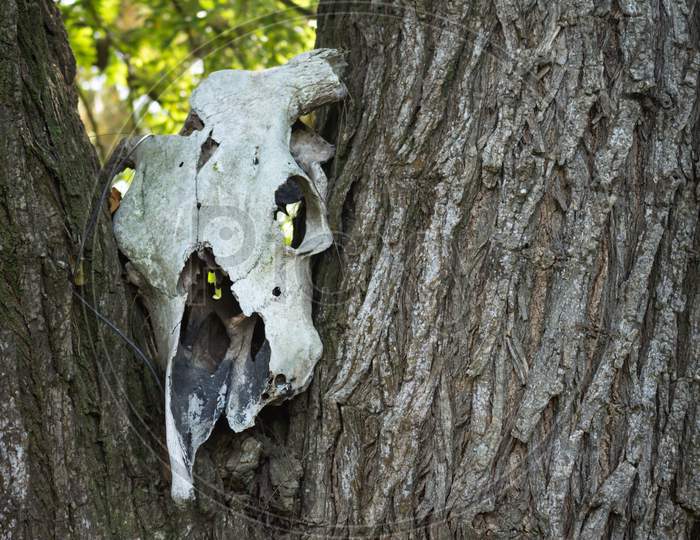 Skull Of A Dead Cow On A Tree Trunk.