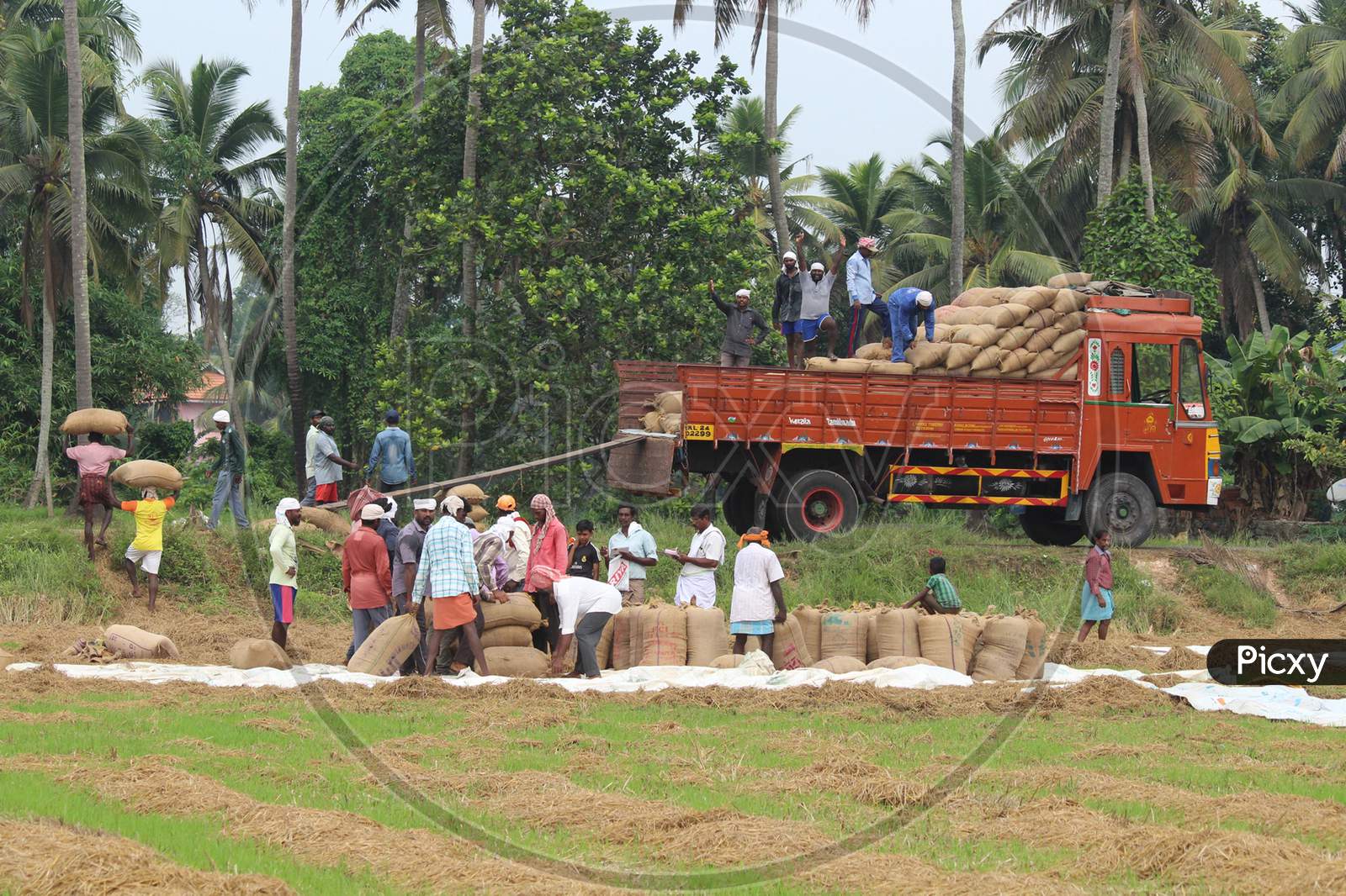 September 2017. Harvested puncha crop loading to the lorry in kuttanad, Alappuzha