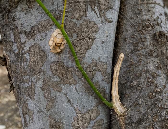 Close Up View Of Millettia Pinnata Trunk