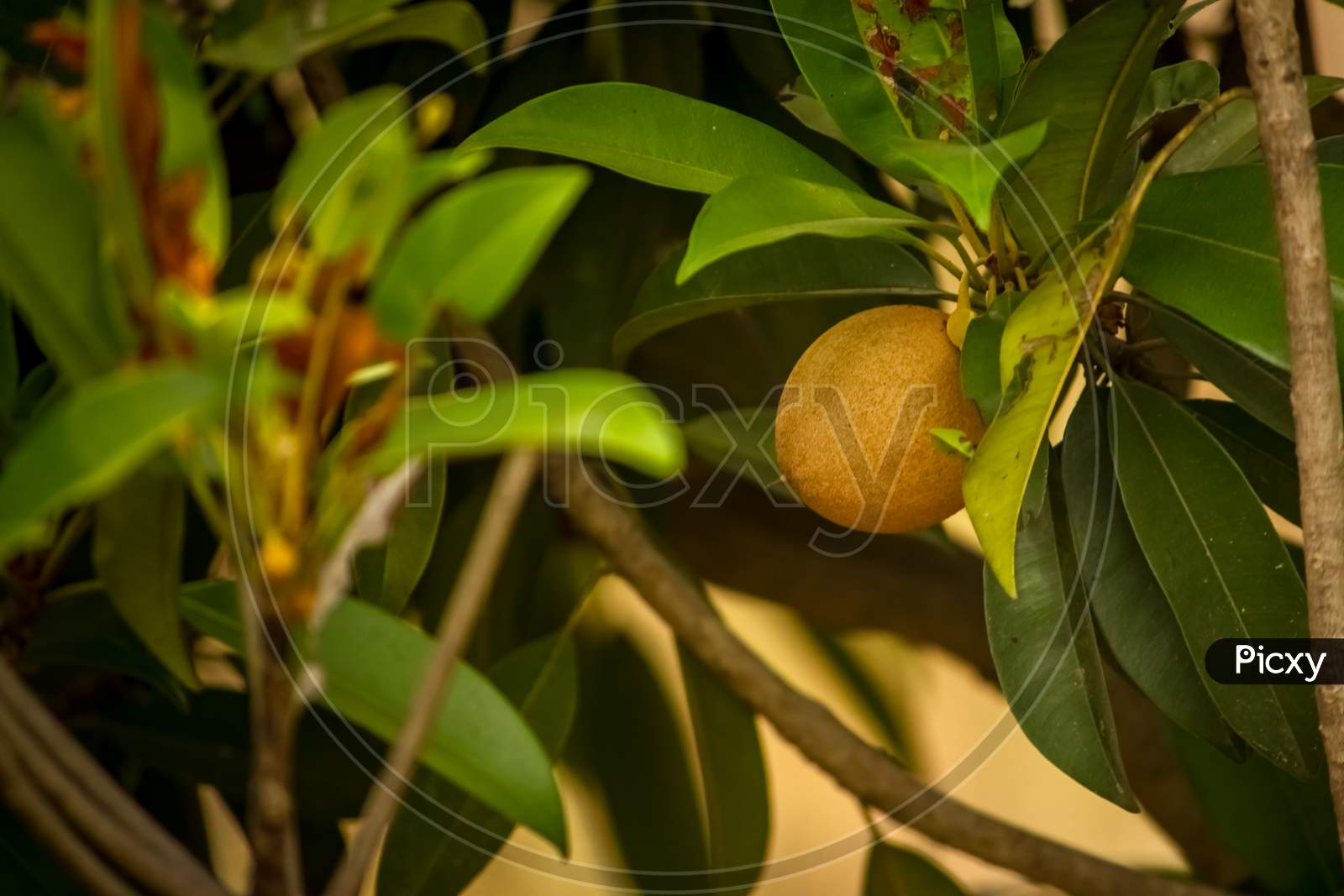 Sapodilla Fruit / Chikoo Fruit On The Tree With Green Leafs On Sapodilla Garden. Manilkara Zapota, Commonly Known As Sapodilla, Sapota, Chikoo, Naseberry, Or Nispero Is A Long-Lived