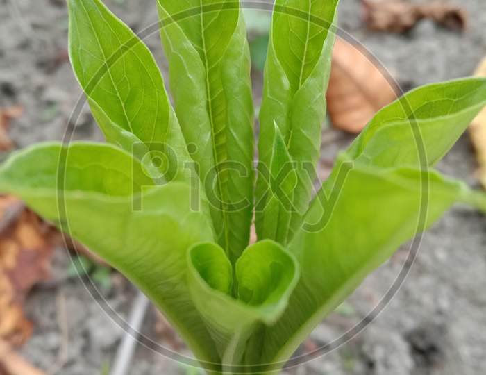 a beautiful image of a vascular plant.