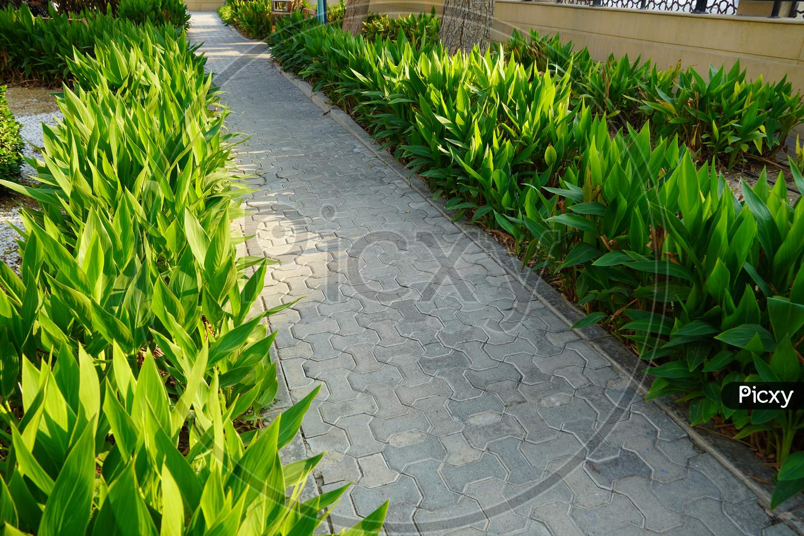 Scenic View Of Landscaped Path With Plants And Stones In Yard. Backyard Of Residential House. Stone Pedestrian Sidewalk Going Into The Distance Among Landscaping In Home Garden. Concrete Pavement.