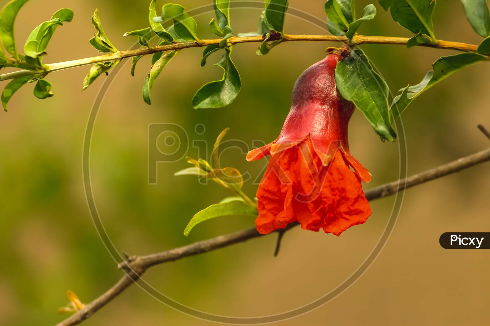 Red Pomegranate Flowers And Its Green Leafs On Pomegranate Framing Garden. Pomegranate Trees Are Self-Fruitful.Which Means The Flowers On The Pomegranate Are Both Male And Female.