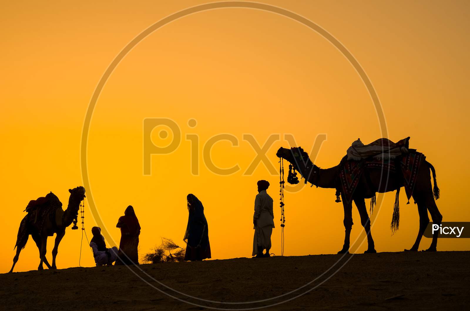 Jaisalmer, Rajasthan, India - April 18Th, 2018: Indian Cameleers (Camel Drivers) With Camels Silhouettes In Dunes Of Thar Desert On Sunset.