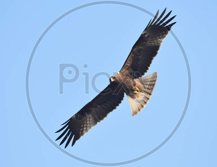 Booted Eagle In Flight