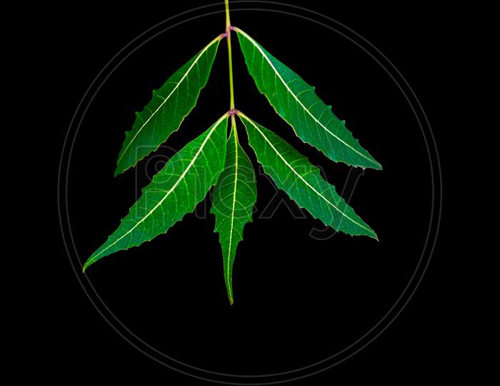 Neem Leaf Or Azadirachta Indica Leaf Isolated With Black Background