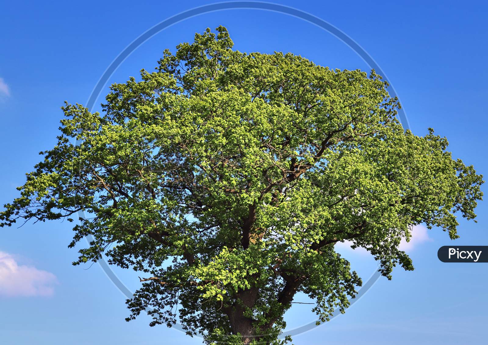 Beautiful tree crowns with leaves and fine branches in front of a blue sky