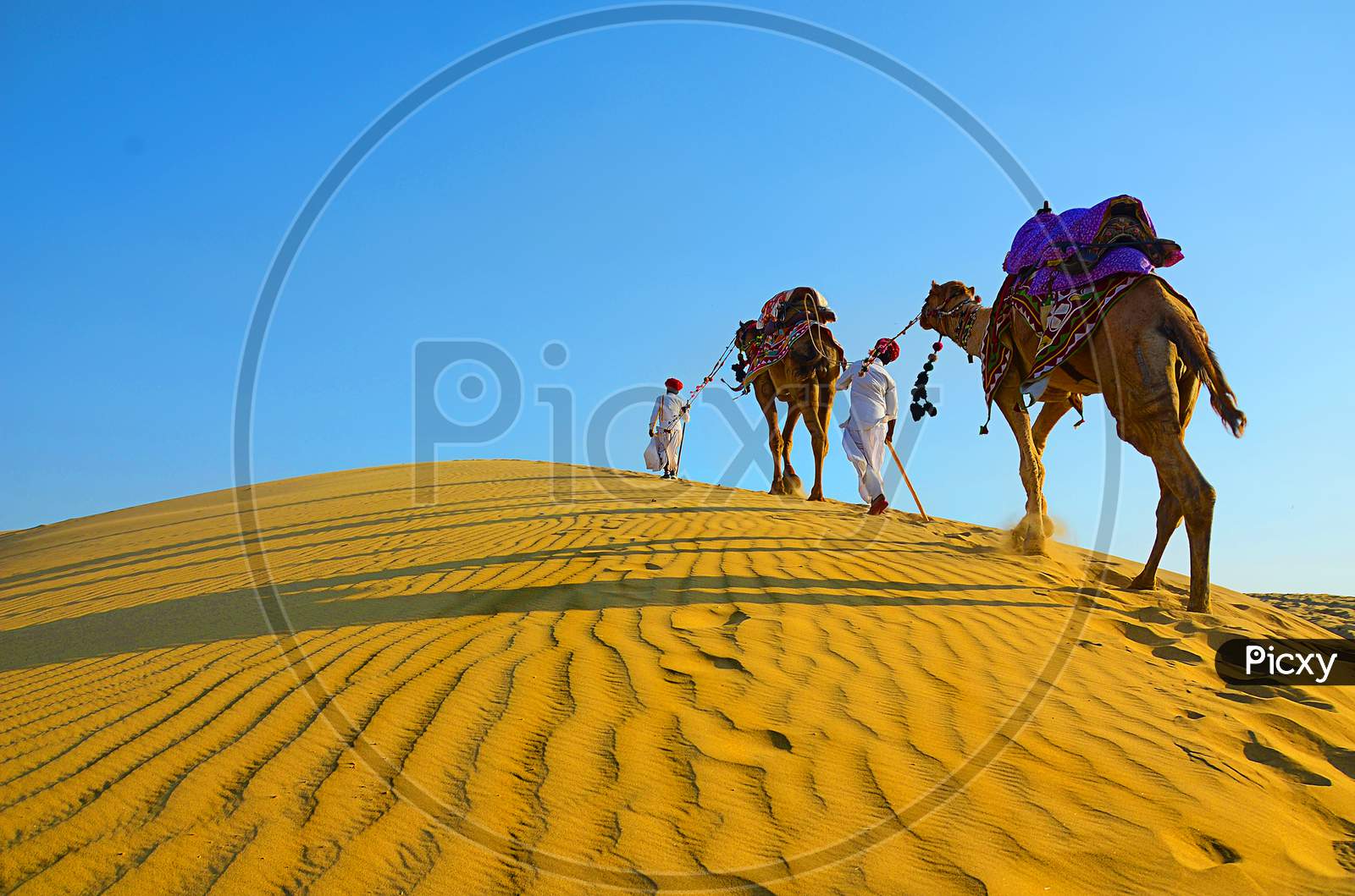 Travel Background - Two Cameleers With Camels Walking On Golden Sand Dunes Of Thar Desert Against Blue Sky , Jaisalmer, Rajasthan, India