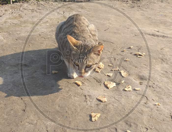 The cat is eating bread on the ground