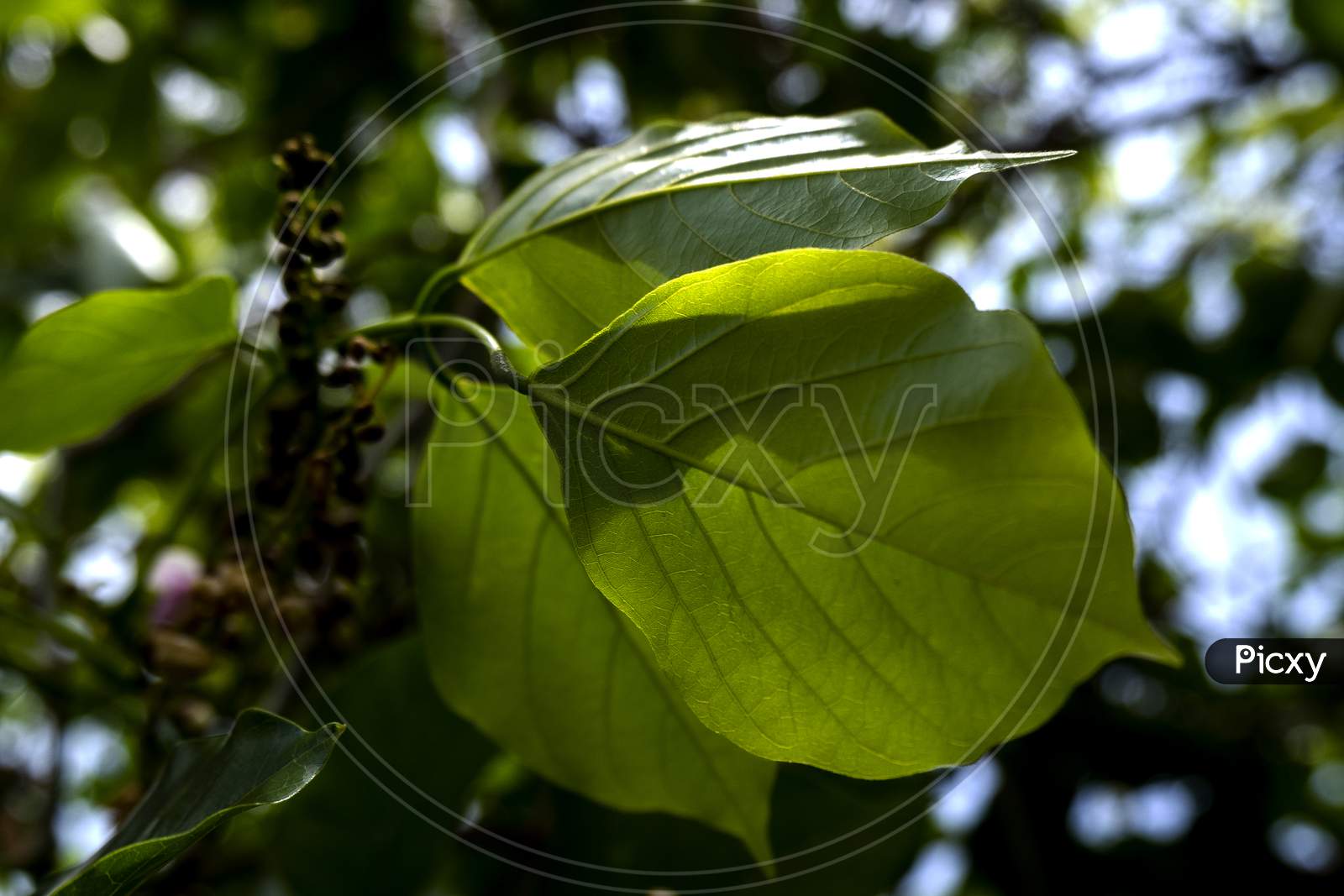 Close Up View Of Millettia Pinnata Green Fresh Leaves