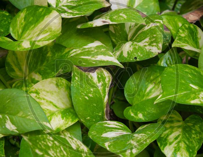 image-of-topview-of-money-plant-in-a-pot-epipremnum-aureum-pinnatum-or