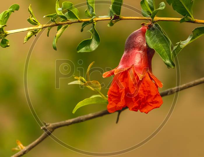 Red Pomegranate Flowers And Its Green Leafs On Pomegranate Framing Garden. Pomegranate Trees Are Self-Fruitful.Which Means The Flowers On The Pomegranate Are Both Male And Female.