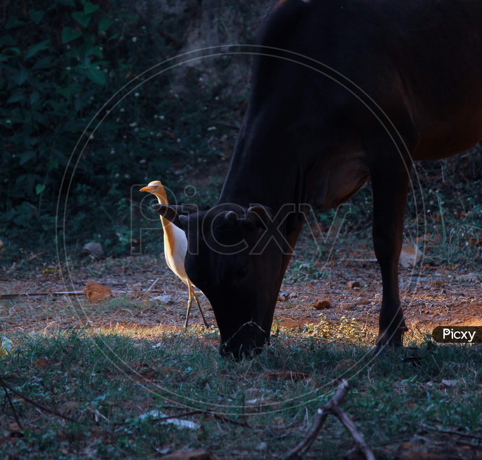 Caatle egret with the cow