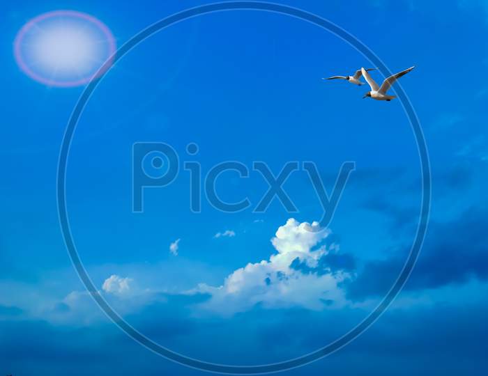 Closeup View of two Seagulls flying over clear blue sunny sky