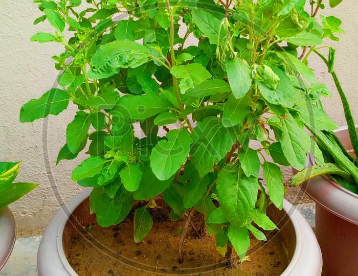 Ocimum tenuiflorum plant, commonly known as holy basil, tulasi or tulsi_tulsi Plant