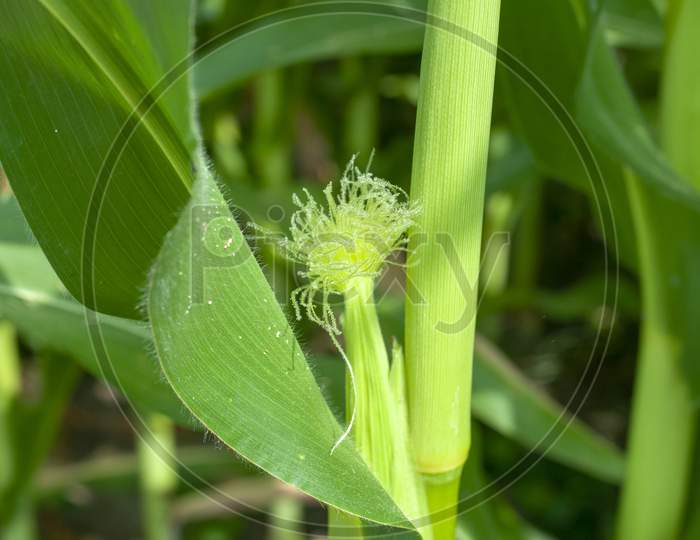 Green corn field in India