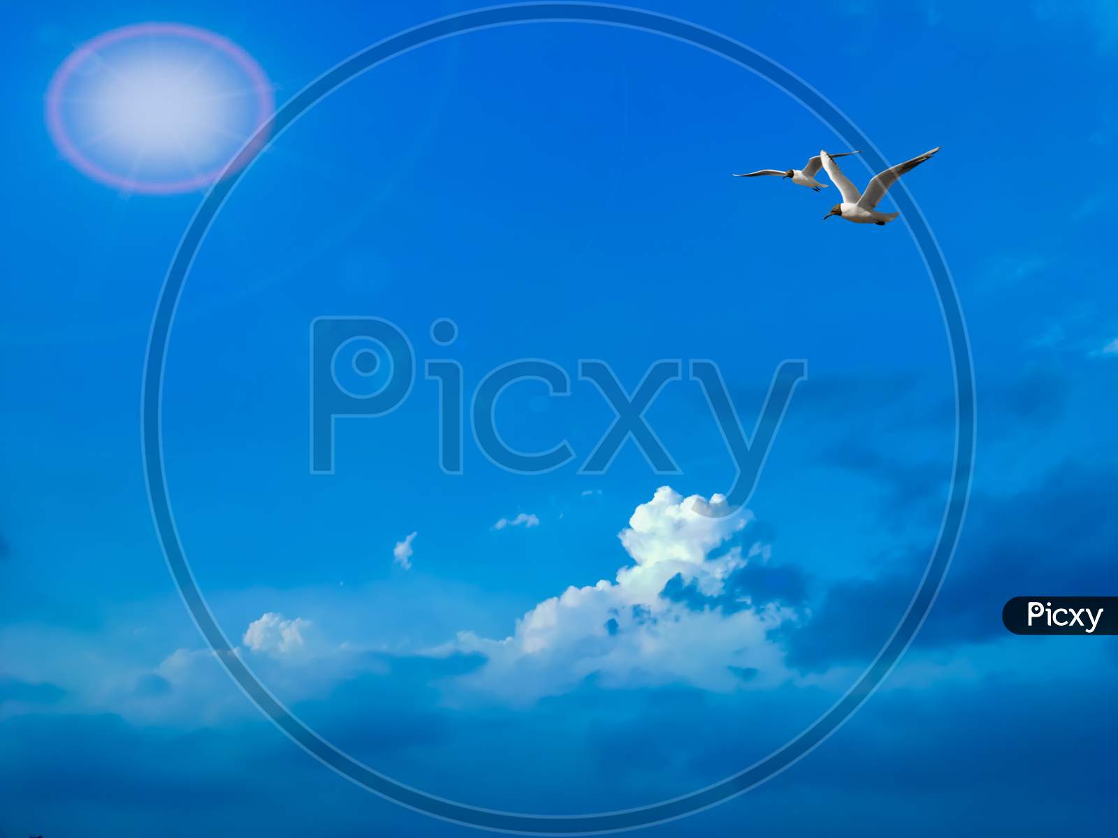 Closeup View of two Seagulls flying over clear blue sunny sky