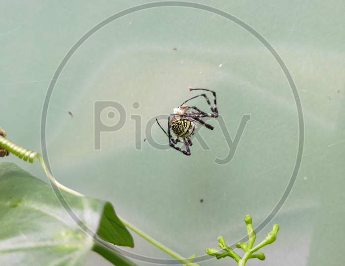 Yellow female spider