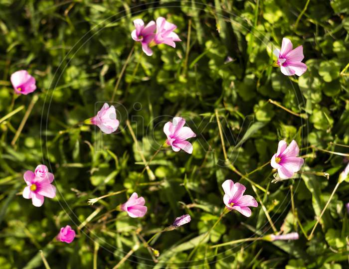 Small And Delicate Pink Wildflowers. Flowers Scattered On The Grass.