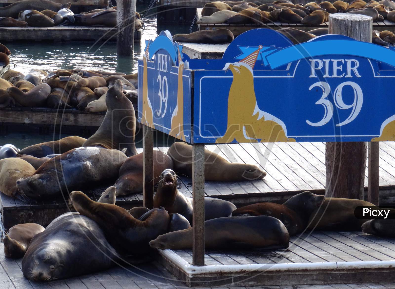 2,618 Pier 39 Sea Lions Images, Stock Photos, 3D objects, & Vectors