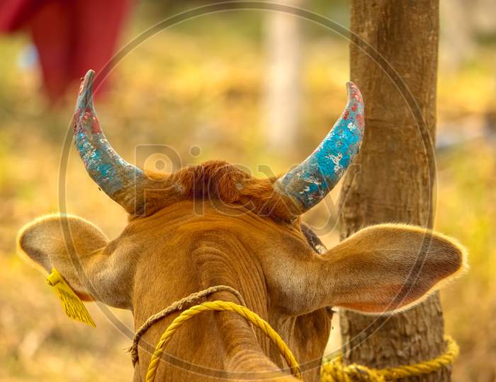 Red Cow Sitting Down With Blue Painted Horns On Shot Of Behind The Cow. Indian Cow Horns. Color Cow Horns