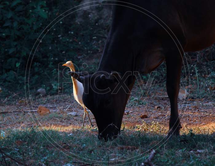 Caatle egret with the cow