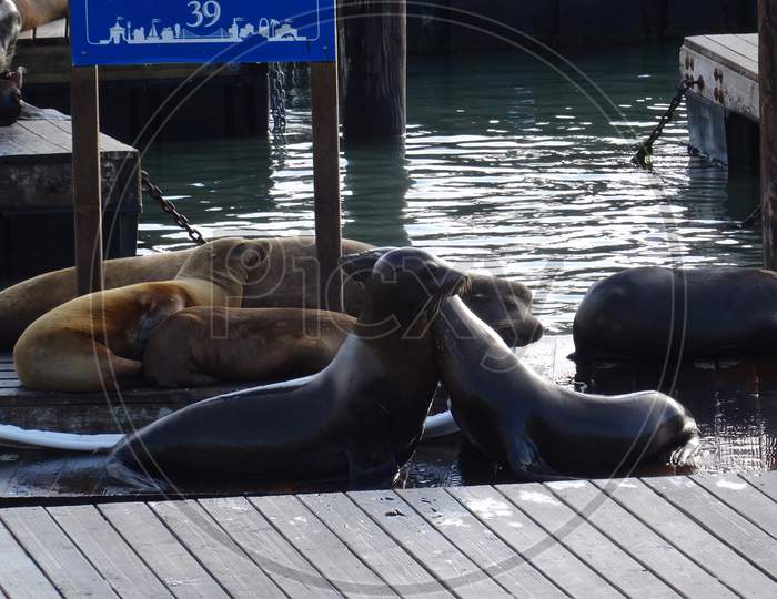 Sea Lions At Pier 39 Dock In San Francisco