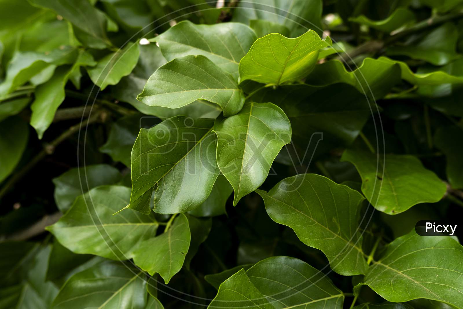 Full Frame Of Indian Millettia Pinnata Fresh Leaves